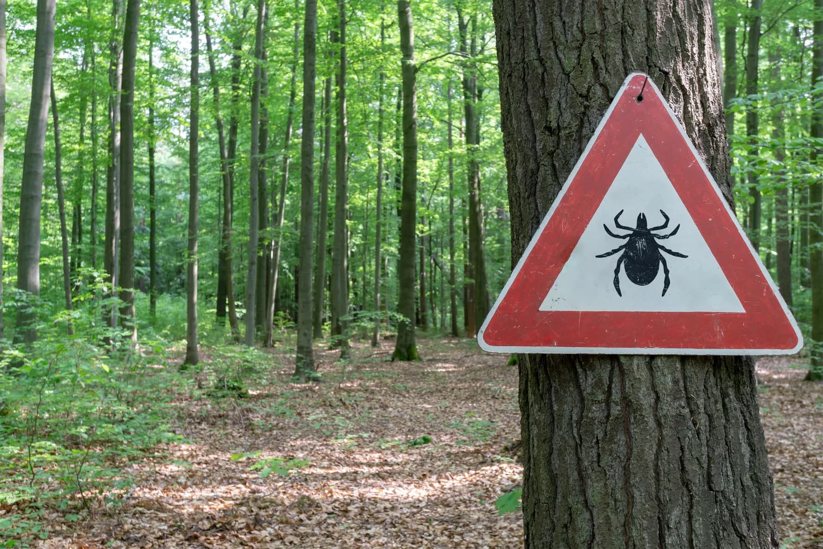 Ako sa chrániť pred kliešťami? Kontrolujte hladinu B vitamínov